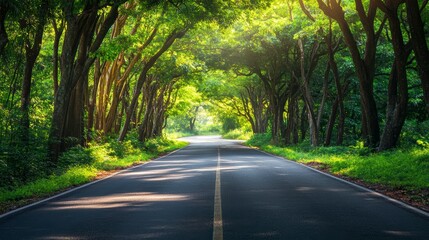 Fototapeta premium Sunlit road through lush green tunnel of trees. (1)