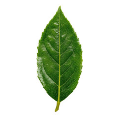 Obraz premium Close-up of a single vibrant green leaf. Leaf is oval-shaped, with prominent veins. Slightly glossy surface; sharply defined edges. Dark background isolates the leaf