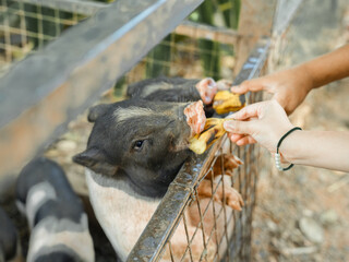 A cute pet pig with a metal cage in the garden at the farm © christ