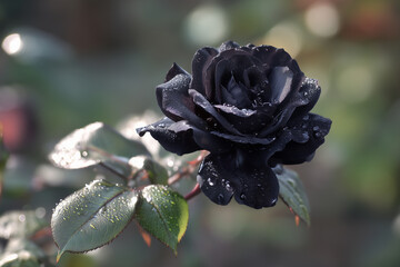 Black rose with water droplets on petals and leaves in soft focus garden background flower dark