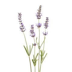 Obraz premium Close-up of lavender sprigs against black background. Lavender blossoms, light purple, are clustered on several stems. Green leaves and stems are visible. Sharp focus on the flowers