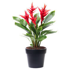 Vibrant red flower plant in a dark pot.  Healthy, lush foliage