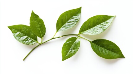 Obraz premium Vibrant green leaves on a slender branch, isolated on white background.