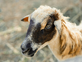 A closeup portrait of a cute white lamb with woolly fur on a green meadow