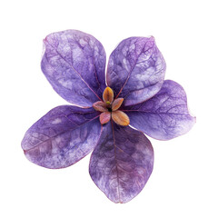 Close-up of a vibrant purple flower, detailed petals, soft lighting