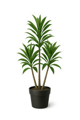 Dracaena marginata growing in a black pot with transparent background