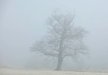 Oak tree without leaves on a frosty and misty early winter morning.