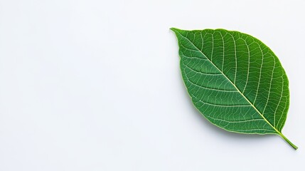 Obraz premium Single Green Leaf on White Background, Botanical Illustration, Nature Photography Leaf, Botany