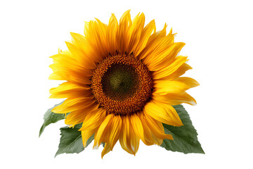 Fototapeta premium Vibrant Sunflower Black Background Botanical Beauty Sunny Yellow Flower Nature Photography