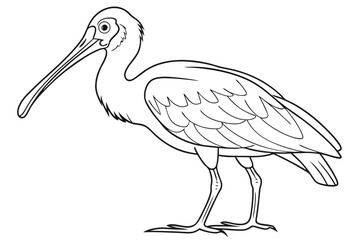 coloring page line art the spoonbill bird black vector