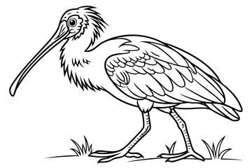 coloring page line art the spoonbill bird black vector