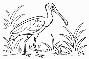 coloring page line art the spoonbill bird black vector