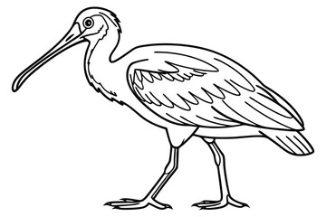 coloring page line art the spoonbill bird black vector