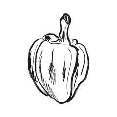 Big bell pepper design in black brush stroke texture isolated on white. Hand drawn vector sketch illustration in vintage charcoal ink. Tasty vegetable design, salad ingredient, farm, agriculture.