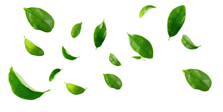 Fresh green leaves scattered, light green outlines