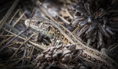 lizard in the grass