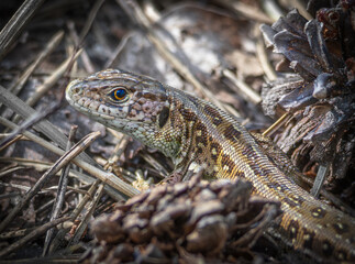 sand lizard on the tree