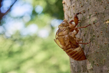夏らしい風景。木漏れ日に照らされた蝉の抜け殻のクローズアップ。