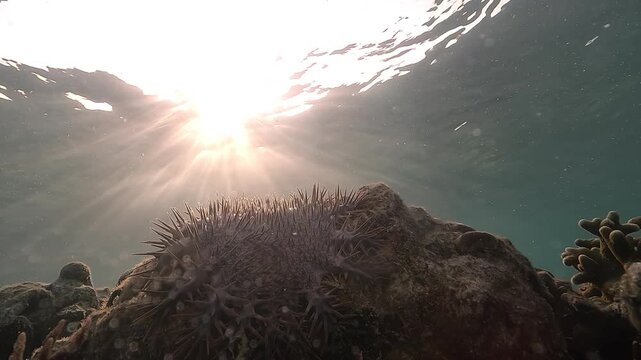 Against-the-light view of a crown-of-thorns starfish &ndash; Acanthaster planci &ndash; in shallow water. This invasive species devours coral. Filmed in the Philippines.