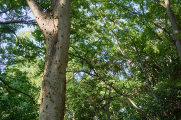 Fototapety na wymiar - Fototapeta24.pl