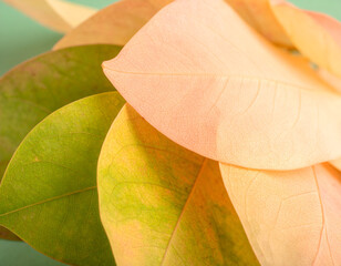 Close-Up of Colorful Autumn Leaves with Soft Lighting