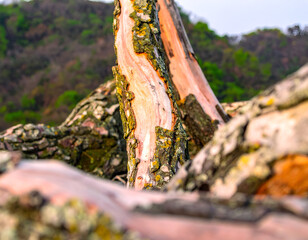 Closeup of Weathered Tree Bark with Lichen and Moss