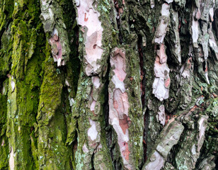 Close Up of Tree Bark Texture with Green Moss
