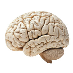 Obraz premium Realistic human brain model for educational purposes on a transparent background, cutout PNG