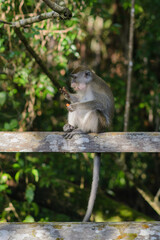 monkey on tree 