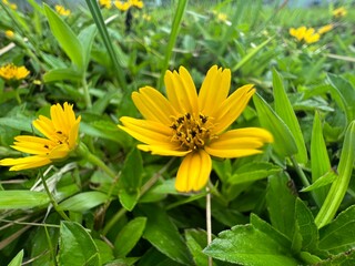 yellow flowers in the garden