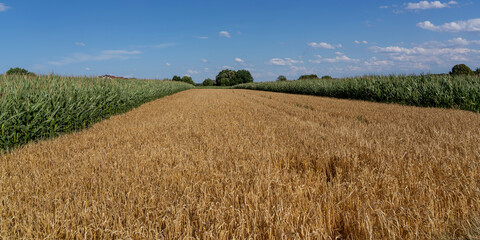 Getreide und Maisfeld