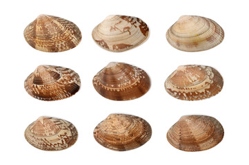 Shells of clams (Ruditapes philippinarum)
