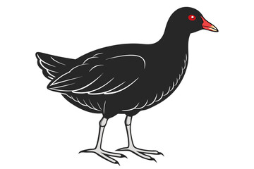 coloring page line art the gallinule black vector