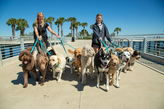 Two smiling women walking a group of twelve assorted dogs along the waterfront, Florida, USA