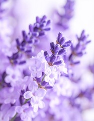 Close-up lavender blossoms (1)