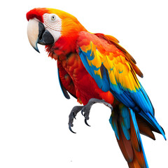 Fototapeta premium Vivid scarlet and gold macaw portrait