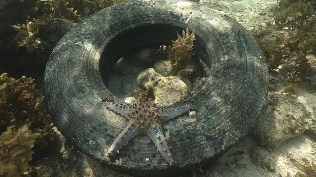 Front view of a cushion sea star &ndash; Pentaceraster alveolatus &ndash; resting on a discarded tire, highlighting marine pollution in a Philippine lagoon