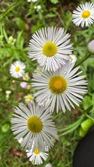 Obraz premium daisies in a garden