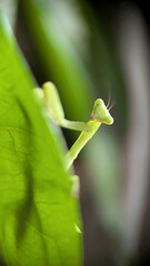 Praying mantis peeking from green leaf