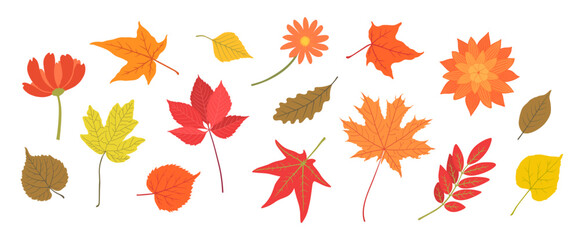 Fall leaves autumn elements set. Maple leaf, oak, birch and other trees. Hand drawn herbarium collection floral design. Autumnal flowers dahlia and chrysanthemum. Orange, red, yellow plant colors.