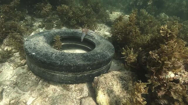 Wide shot with slow rotation around a cushion sea star &ndash; Pentaceraster alveolatus &ndash; resting on a discarded tire on the sandy bottom of a Philippine lagoon