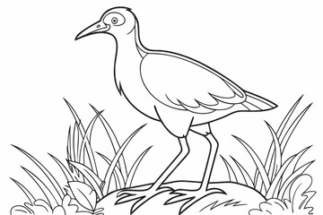 coloring page line art the jacana black vector