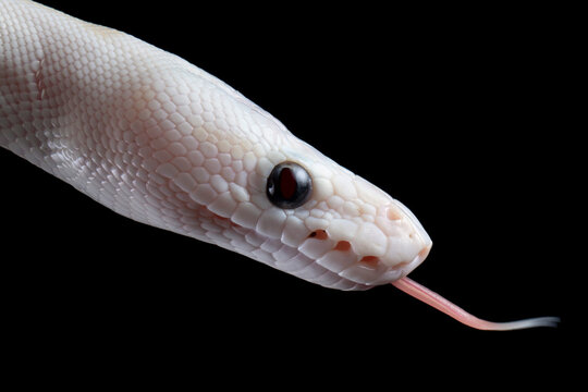 Close-up side view of the head of a white leucistic ball python snake flicking its tongue in front of a black background