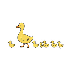 A mother duck leads her five ducklings in a line, strolling along.