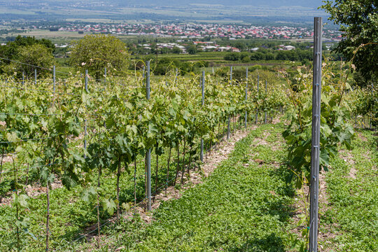 Rows of vines growing in a vineyard in summer, Kakheti, Georgia