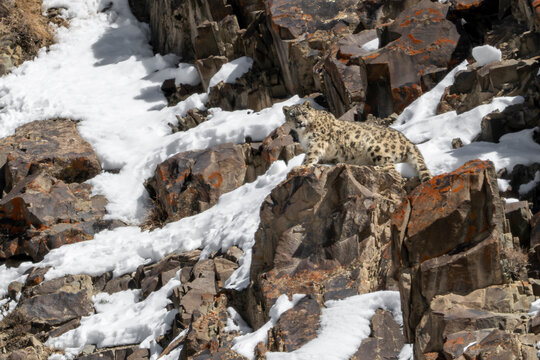 Side view of a snow Leopard standing in the Himalaya mountains, Hemis National Park, Leh district, Ladakh, India