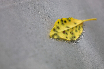 A yellow leaf with dark spots lies on a gray surface covered with small water droplets. A clear focus on the leaf with a blurred background. This symbolizes the transition from summer to autumn.