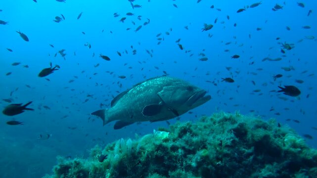 Mero entre casta&ntilde;uelas