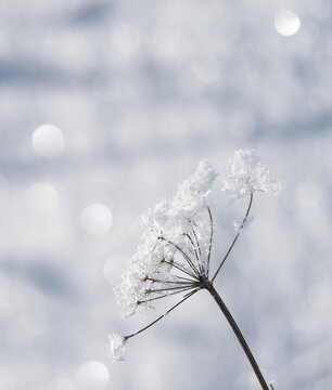 Close-up of frozen snow flakes on a plant in the winter snow, Lithuania