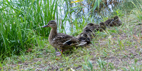 Entenfamilie
